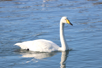 白鳥　栃木県真岡市　五行川