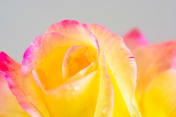 白背景のピンクと黄色のバラ