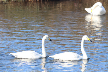 白鳥　栃木県真岡市　五行川