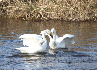 白鳥　栃木県真岡市　五行川