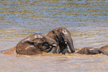 Elephants ( Loxodonta Africana) playing in the water, Pilanesberg National Park, South Africa.