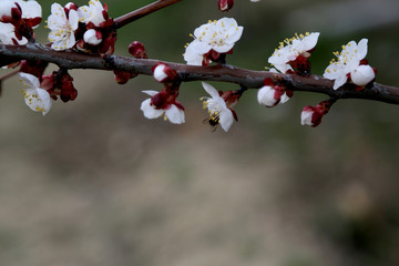 Buds blooming on tree branches, arrival of spring