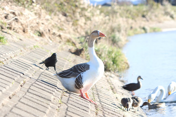 ガチョウ　栃木県真岡市　五行川