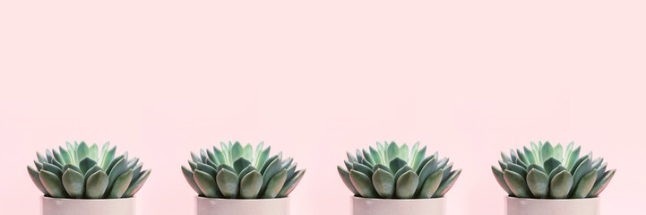 Banner made with succulents on pale pink background. Creative background with place for text.