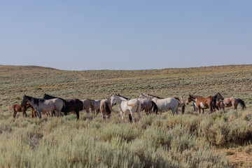 Wild Horses in Summer in Sand Wash Basin Colorado