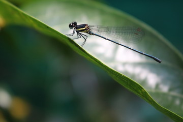 Fototapeta premium dragonfly one