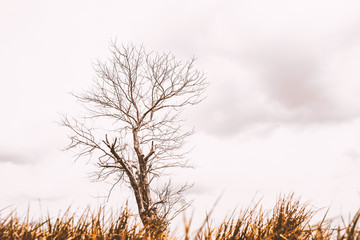 Dead tree branch on dramatic blue sky and white cloud abstract background with dried grass foreground.