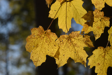 Yellow Leaves