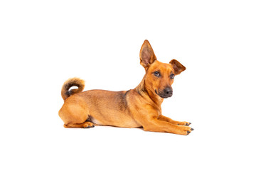 Small brown dog sitting on the floor isolated on white background. Mixed breed of parson jack...