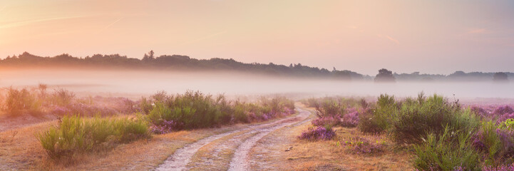 Path through blooming heather and fog, sunrise, Hilversum, The Netherlands - obrazy, fototapety, plakaty