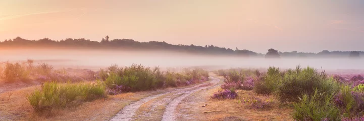 Foto op Canvas Path through blooming heather and fog, sunrise, Hilversum, The Netherlands © sara_winter