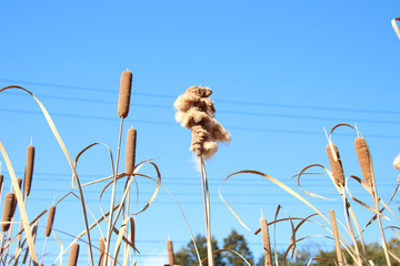 ガマ　栃木県真岡市