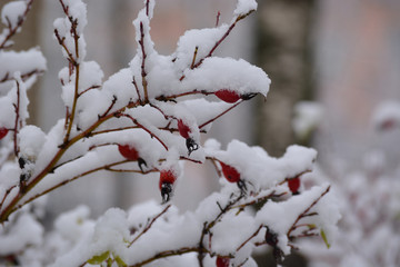 red berries in snow