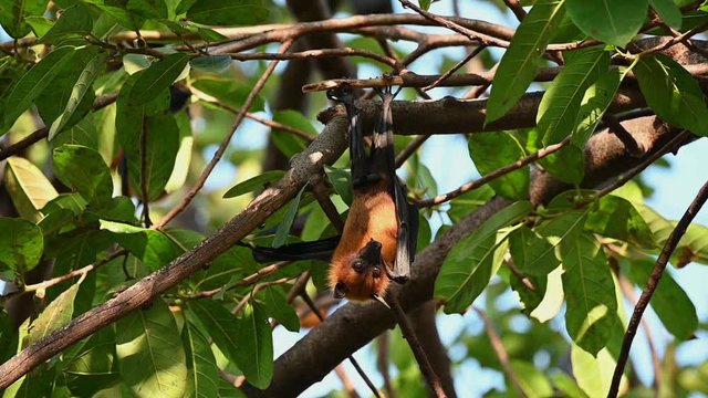 Lyle's Flying Fox or Pteropus lyleior, looking right as it is hanging on a branch with green leaves as background and its male genital exposed.
