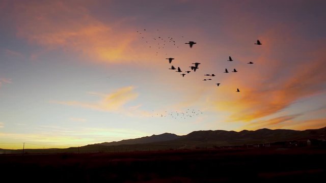 Many flocks of birds near and far, probably Canada geese, during migration flying over a mountain range in silhouette at sunset
