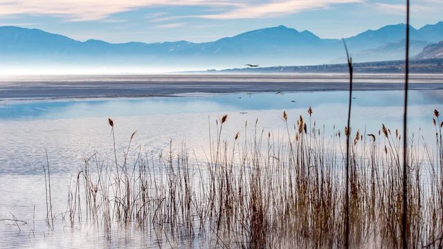 Cinemagraph of dragonflies flying around reeds and pampus grass in a marsh area with mountains in the background - dragonflies are animated while everything else is static