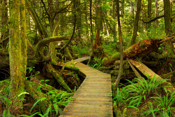Fototapeta na wymiar Boardwalk through lush rainforest, Pacific Rim NP, Vancouver Island, Canada