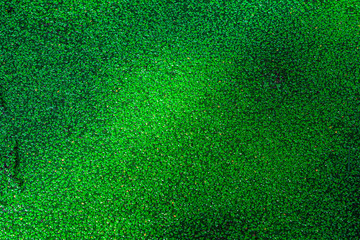 green duck weed in canel green wallpaper