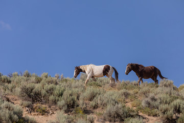 Wild Horses in Summer in Sand Wash Basin Colorado