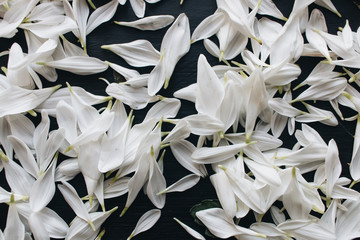 Petals of tender white flowers on dark background