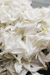 Petals of tender white flowers in shape of heart on dark background