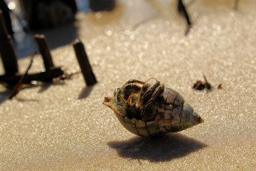 crab on beach