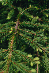 Green twigs of fir tree, closeup