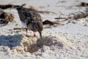 bird on the beach