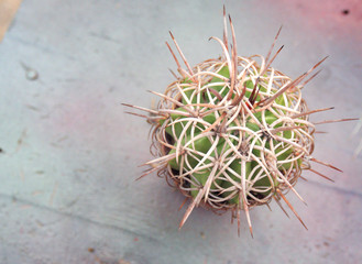 Fototapeta premium The cactus is growing on white background.