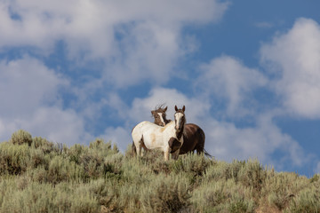 Wild Horses in Summer in Sand Wash Basin Colorado