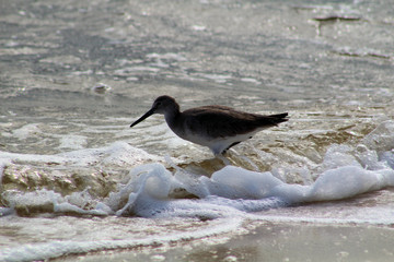 Fototapeta na wymiar bird on the beach