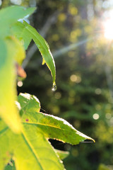 leaf with water drops