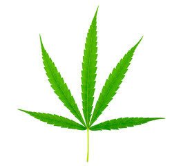 Green medicinal plant cannabis leaf at white background