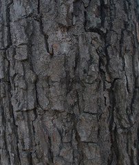 Rough bark of tree texture