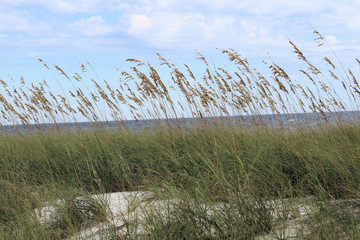 Obraz premium grass on the beach