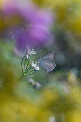 blue morpho butterfly on a flower