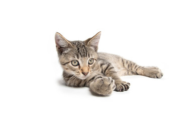 Tabby kitten laying down on white