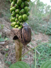 Lepidiota stigma (ampal) the exotic animal from asia (indonesia)