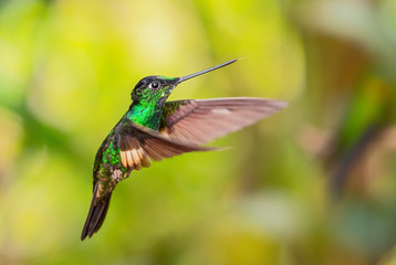 Naklejka na ściany i meble Buff-winged Starfrontlet - Coeligena lutetiae, beautiful green hummingbird from Andean slopes of South America, Yanacocha, Ecuador.