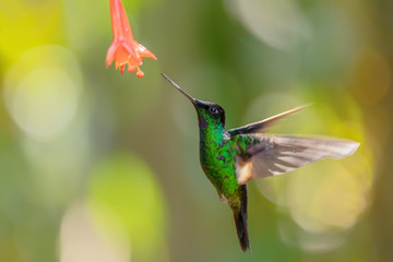 Buff-winged Starfrontlet - Coeligena lutetiae, beautiful green hummingbird from Andean slopes of...
