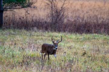 Large whitetailed deer buck