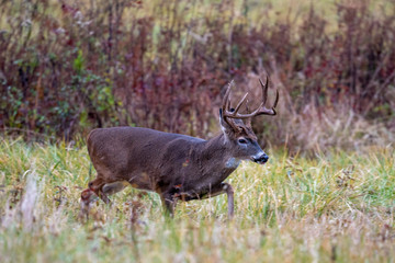 Large whitetailed deer buck