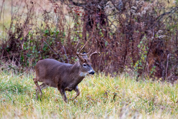 Large whitetailed deer buck