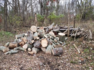 pile of cut logs or firewood in forest or woods