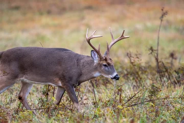 Fotobehang Large whitetailed deer buck © Tony Campbell
