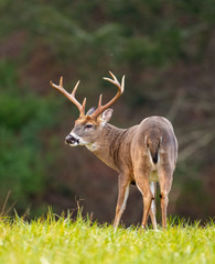Large whitetailed deer buck