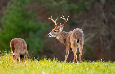 Large whitetailed deer buck