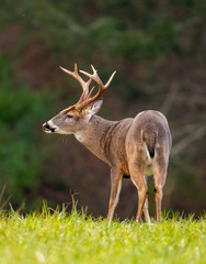 Large whitetailed deer buck