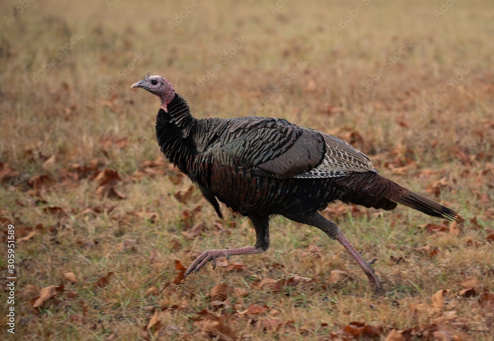 Wall mural wild turkey in a meadow