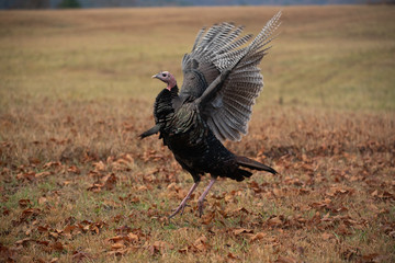 Wild turkey in a meadow